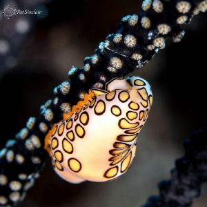 The contrast between the Flamingo Tongue snail and the bl... by Patricia Sinclair 